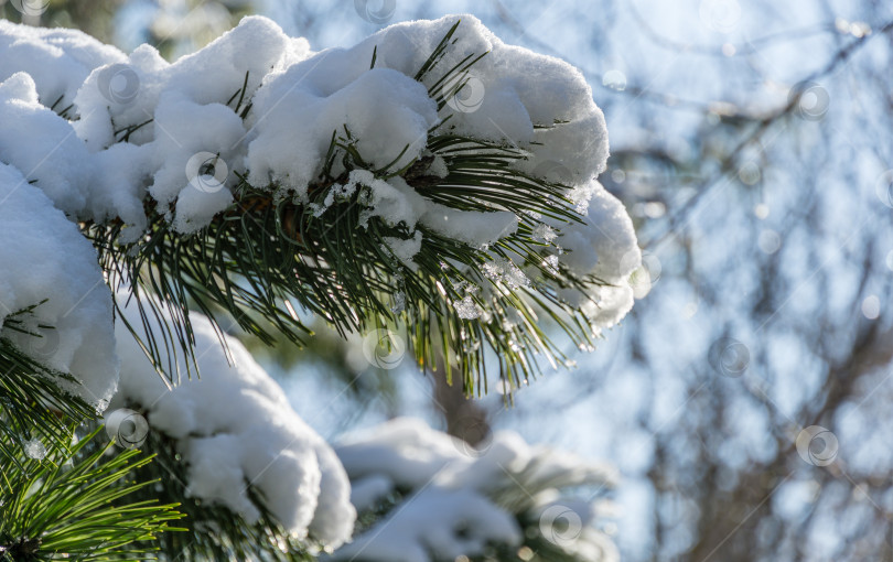 Скачать Крупный план белых красивых ветвей японской сосны Pinus parviflora Glauca, покрытых белым пушистым снегом. Выборочный фокус. Концепция природы для волшебной тематики Нового года и Рождества фотосток Ozero