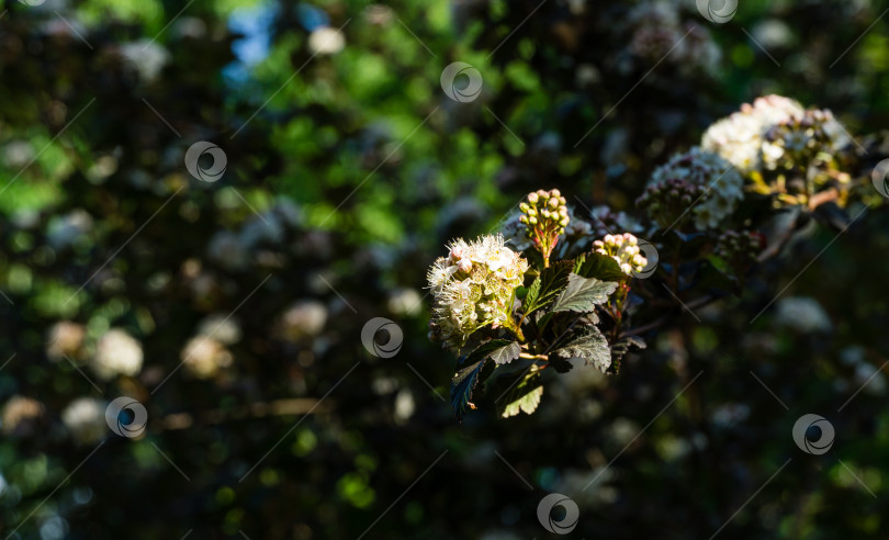 Скачать Крупный план белых цветов - Physocarpus opulifolius diabolo или девятилистника с фиолетовыми листьями на размытом темном фоне. Выборочный фокус. Цветочный пейзаж, концепция природы с местом для текста фотосток Ozero