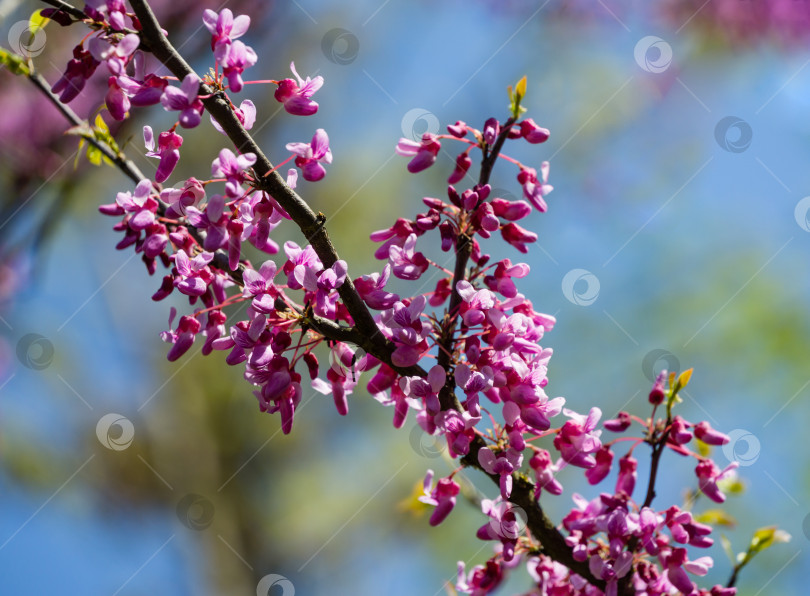 Скачать Красноплодка восточная, или Церцис канадский, пурпурно-весенний цветок в солнечный день. Крупный план розовых цветов Иудиного дерева. Выборочный подход. Концепция дизайна, основанная на природе. фотосток Ozero