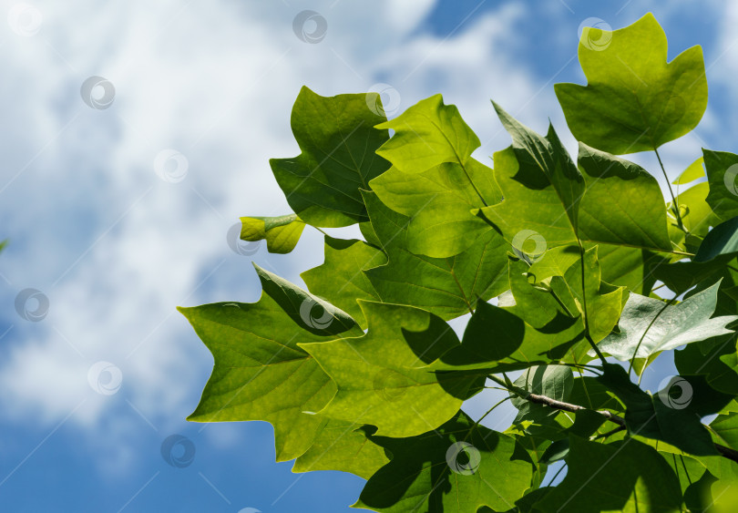 Скачать Ярко-зеленые листья тюльпанного дерева (Liriodendron tulipifera), называемого тюльпанным деревом, американского или тюльпановидного тополя, на фоне голубого неба. Выборочный фокус. Есть место для текста. Концепция дизайна - природа фотосток Ozero