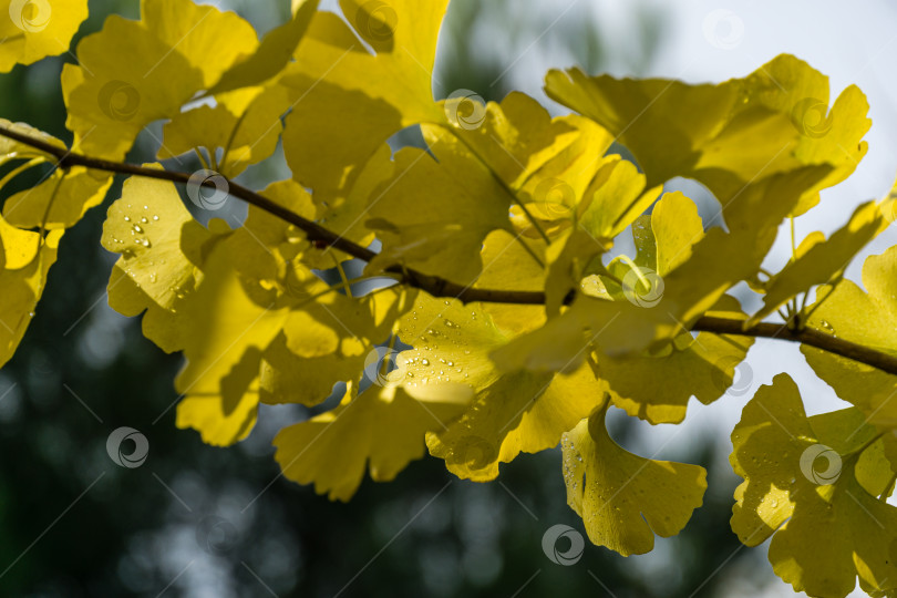 Скачать Желтые и золотые листья дерева гинкго (Ginkgo biloba), известного как гинкго или гинкго-гингко, с каплями воды на фоне размытого боке. Элегантная природная концепция дизайна с золотой листвой фотосток Ozero