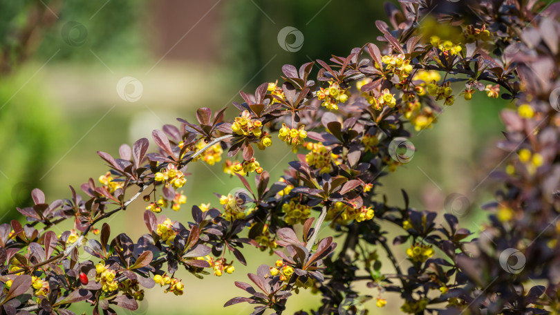 Скачать Мягкий акцент на красивых весенних цветах Berberis thunbergii Erecta blossom. Макросъемка крошечных желтых цветочков на фоне элегантной зеленой листвы с эффектом боке. Концепция дизайна - природа. Место для вашего текста фотосток Ozero