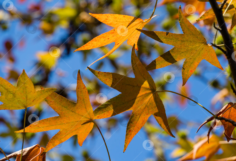 Скачать Крупный план золотистых листьев Liquidambar styraciflua, обычно называемого американской сладкой смолой (янтарным деревом), в фокусе на фоне размытых листьев. Концепция дизайна, основанная на природе фотосток Ozero