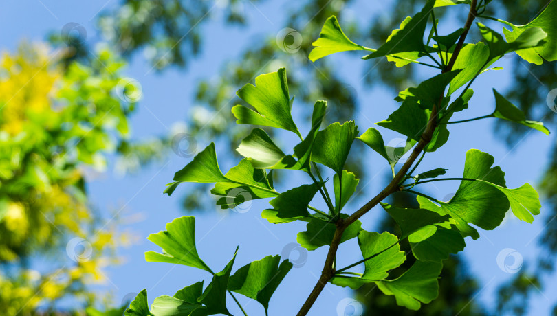 Скачать Дерево гинкго (Ginkgo biloba) или гинкго гингко с ярко-зелеными молодыми листьями на фоне размытой листвы. Выборочный крупный план. Свежие обои с концепцией природы. Место для вашего текста фотосток Ozero