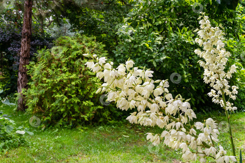 Скачать Юкка нитчатая (Yucca filamentosa) расцветает на солнце множеством нежных белых цветов. Красивые крупные цветы, известные как Адамова игла и нитка, испанский штык или игольчатая пальма, на темно-зеленом фоне в саду. фотосток Ozero