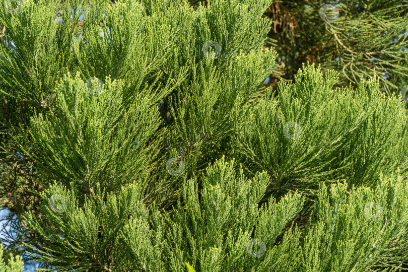 Скачать Крупный план красивых зеленых листьев Sequoiadendron giganteum (гигантской секвойи или гигантского красного дерева) в городском парке Краснодара. Общественный ландшафт "Парк Галицкого" солнечной осенью 2020 года. фотосток Ozero