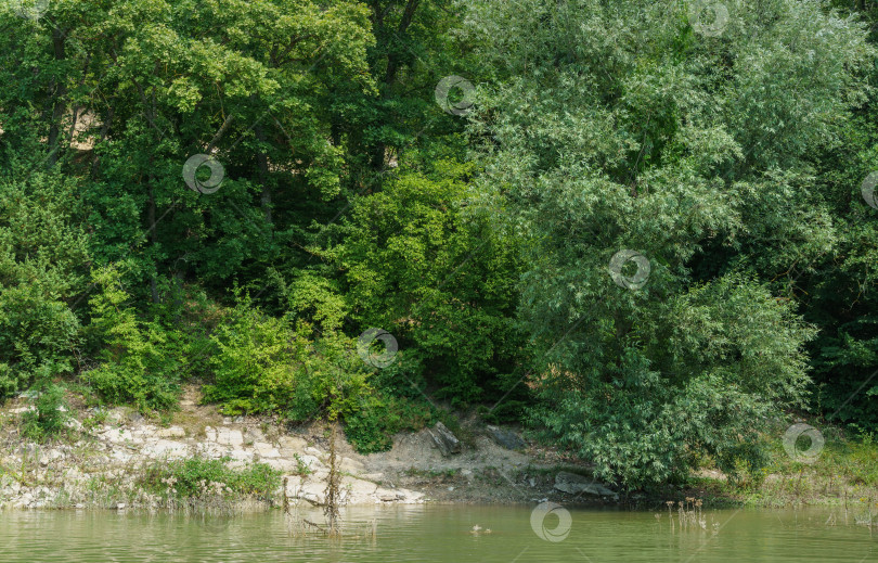 Скачать Изумрудная вода озера Сукко с лесом на береговой линии. Природная красота курорта недалеко от Анапы. Природная концепция дизайна фотосток Ozero