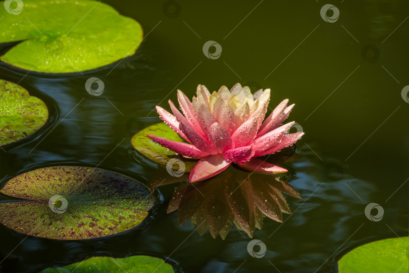 Скачать Большая удивительная ярко-розово-желтая водяная лилия или цветок лотоса, оранжевый закат Перри в садовом пруду. Водяная лилия с каплями воды, отражающимися в воде. Обои Цветочный пейзаж на тему природы фотосток Ozero