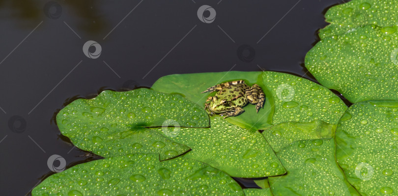 Скачать Зеленая лягушка Рана ридибунда (pelophylax ridibundus) сидит на листе водяной лилии в садовом пруду. Листья водяной лилии покрыты каплями дождя. Естественная среда обитания и природная концепция дизайна фотосток Ozero