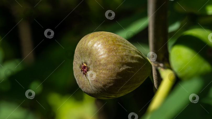 Скачать Один сладкий спелый плод инжира обыкновенного Ficus carica растет на ветке дерева. Экзотический фрукт крупным планом.  Концепция дизайна, основанная на природе фотосток Ozero