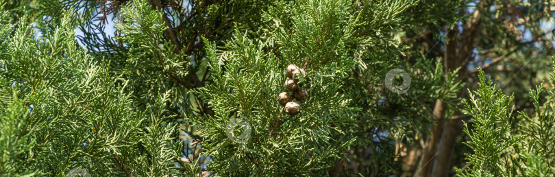 Скачать Крупный план шишек Cupressus sempervirens или средиземноморского кипариса в новом современном городском парке Краснодара. Общественный ландшафт "Парк Галицкого" для отдыха и прогулок. Солнечный осенний сентябрьский день 2020 года. фотосток Ozero