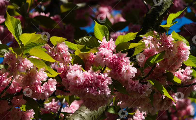 Скачать Розовые цветы Prunus 'Kanzan' (Prunus serrulata или Prunus lannesiana) крупным планом в городском парке Краснодара. Парк Галицкого весной 2021 года. Цветы японской вишни в качестве фона для рабочего стола. Выборочный фокус фотосток Ozero