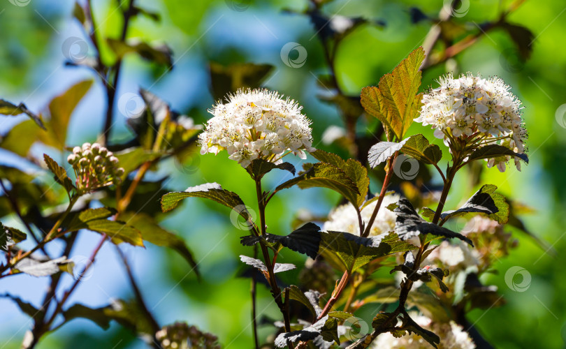 Скачать Крупный план белых цветов Physocarpus opulifolius diabolo или девятилистника с фиолетовыми листьями на темном размытом фоне. Выборочный фокус. Цветочный пейзаж, свежие обои, фоновая концепция природы фотосток Ozero