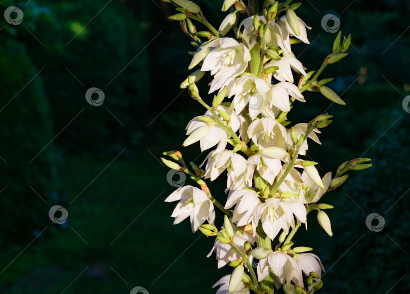 Скачать Юкка нитчатая (Yucca filamentosa) цветет на солнце множеством нежных белых цветов. Красивые крупные цветы, известные как Адамова игла и нить, испанский штык или игольчатая пальма, на темно-зеленом фоне в саду. фотосток Ozero