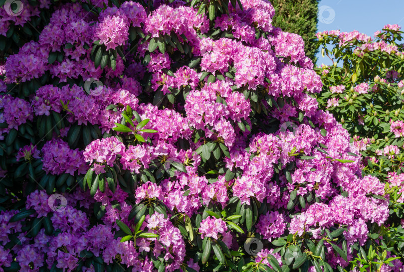 Скачать Крупный план розово-фиолетовых цветков рододендрона 'Roseum Elegans' (гибрид катавбиенсе), распускающихся в общественном ландшафтном городском парке "Краснодар" или "Галицкий". Выборочный обзор фотосток Ozero