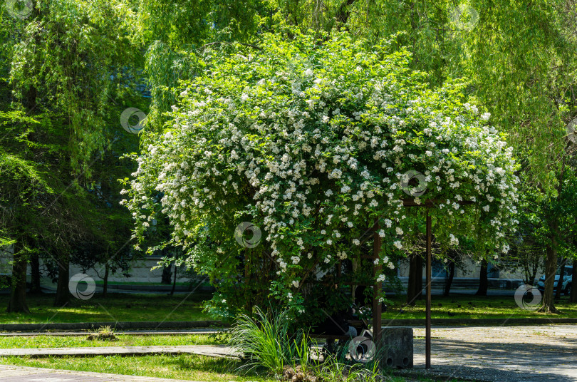 Скачать Куст белой многоцветковой розы (Rosa polyantha), также известной как "Семь сестер", "Малышка", "японская" и "многоцветковая роза", в Адлере (Сочи). Красивый розовый куст, на фоне весеннего и летнего цветения. фотосток Ozero