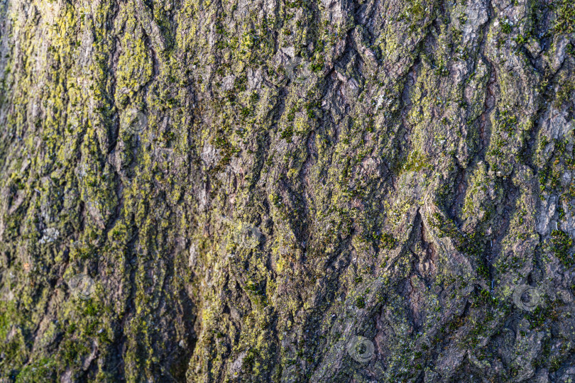 Скачать Серая текстура коры старого красного дуба Quercus rubra с лишайником в качестве оригинальной природной текстуры для фона. Концепция дизайна - природа. Место для вашего текста. фотосток Ozero