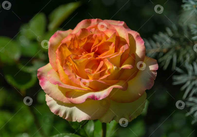 Скачать Мягкий крупный план красивой желто-оранжевой с красными розами атмосферы на фоне размытой зелени голубых елей. Выборочный фокус. Свежие обои, концепция природного фона фотосток Ozero