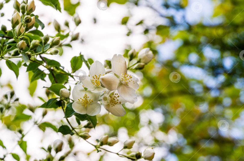 Скачать Мягкий крупный план цветков жасмина Philadelphus lewisii на кусте с размытым боке-фоном в весеннем саду. Выборочный фокус. Удивительно естественная композиция.  ​Цветочный пейзаж, концепция природы фотосток Ozero