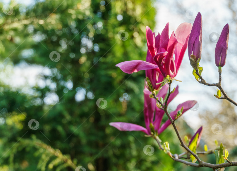 Скачать Крупные розовые цветы магнолии Сьюзен (Magnolia liliiflora x Magnolia stellata). Прекрасное цветение в весеннем саду. Выборочный подход. Концепция дизайна на основе природы. Место для вашего текста. фотосток Ozero