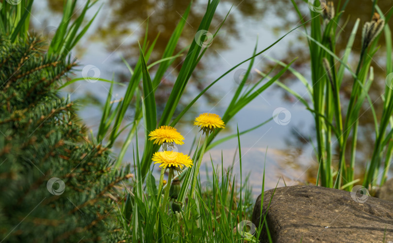 Скачать Желтые цветы одуванчика (Taraxacum officinale) на размытом фоне берега садового пруда в весеннем саду. Цветущий одуванчик. фотосток Ozero