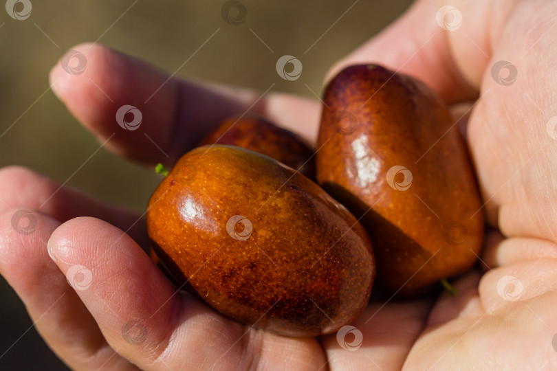 Скачать Спелые коричневые плоды зизифуса мармеладного (китайского финика) на ладони. Крупным планом экзотические плоды мармеладного дерева. фотосток Ozero