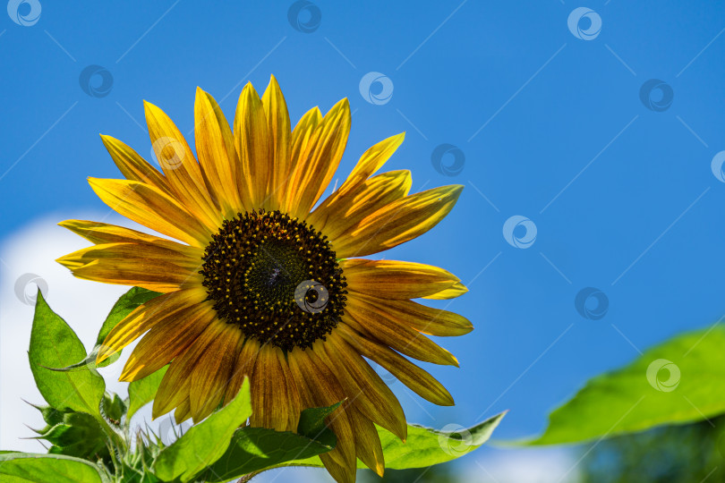 Скачать Золотистый декоративный подсолнух (Helianthus annuus) на многоцветном фоне. Крупный план желтой головки подсолнуха. Летний цветочный пейзаж, свежие обои и концепция природы для фона с пространством для копирования фотосток Ozero