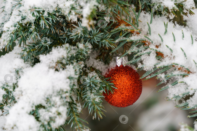 Скачать Рождественская елочная игрушка - красный шар, висящий под снегом на ветке вечнозеленого дерева. Настоящая зима в саду. Выборочный фокус с удивительной снежной размытостью. Есть место для вашего текста фотосток Ozero