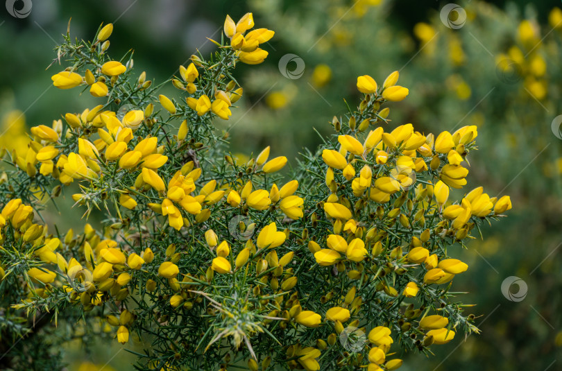 Скачать Желтые цветы Ulex europaeus, широко известные как утесник, дроковник или вьюнок. Цветущее растение с острыми шипами в дендрарии "Парк южных культур" в Сириусе (Адлер). Обои на тему природы, скопируйте пространство. фотосток Ozero