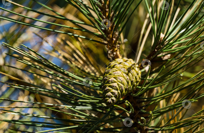 Скачать Крупный план пораженных иголок австрийской сосны (Pinus ‘Nigra’) или черной сосны обыкновенной. Сухие иголки, ржавчина на иголках (изменение цвета), но, возможно, это результат воздействия паразитов или герпотрихиоза. фотосток Ozero