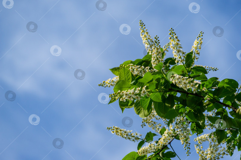 Скачать На фоне голубого неба распускается "сибирская красавица" Prunus padus. Белые цветы цветущей черемухи или первомайского дерева. Выборочный фокус. Есть место для текста. Концепция дизайна - природа фотосток Ozero