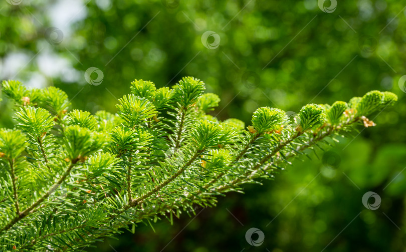 Скачать Корейская пихта Abies koreana крупным планом с яркими молодыми зелеными иголками на ветке на размытом зеленом фоне в весеннем саду. Выборочный фокус. Концепция дизайна в стиле природы с местом для вашего текста фотосток Ozero