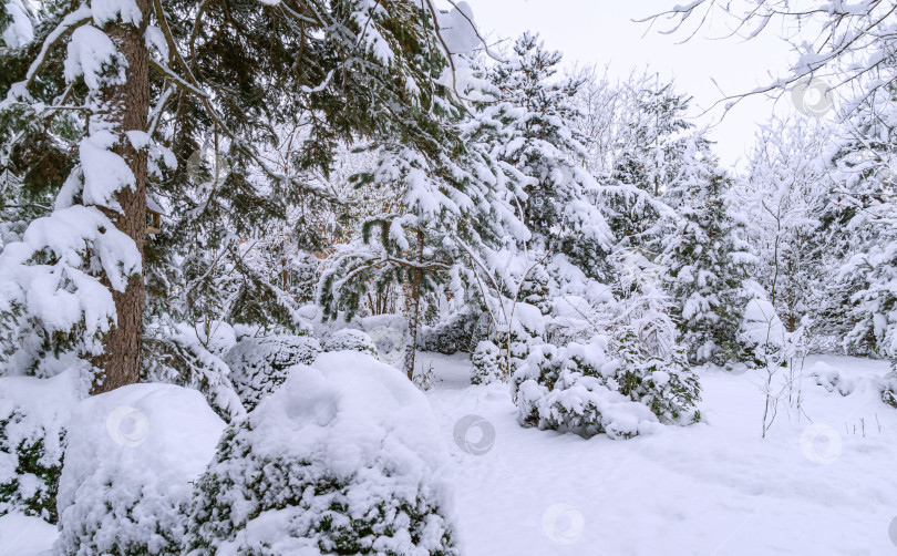 Скачать Зимняя сказка в саду. Спокойная картина заснеженного сада. Вечнозеленые растения крупным планом, покрытые белым пушистым снегом. Выборочный фокус. Концепция природы для волшебной тематики Нового года и Рождества фотосток Ozero