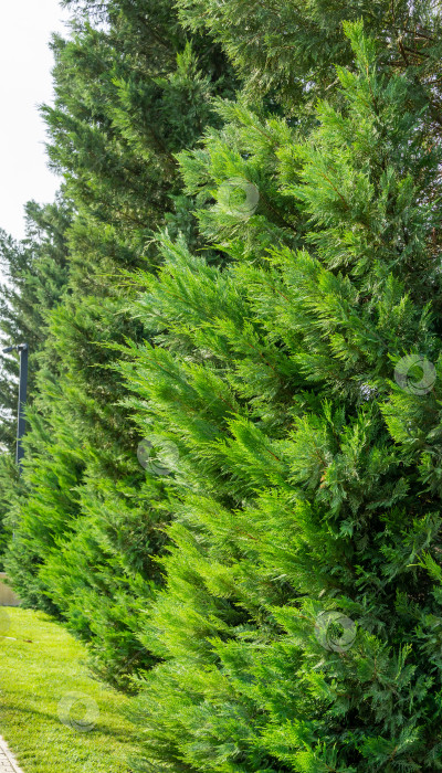 Скачать Группа Cupressus sempervirens или средиземноморских кипарисов посажена в новом современном городском парке Краснодара. Общественный ландшафт "Парк Галицкого" для отдыха и прогулок. Солнечный осенний сентябрьский день 2020 года. фотосток Ozero