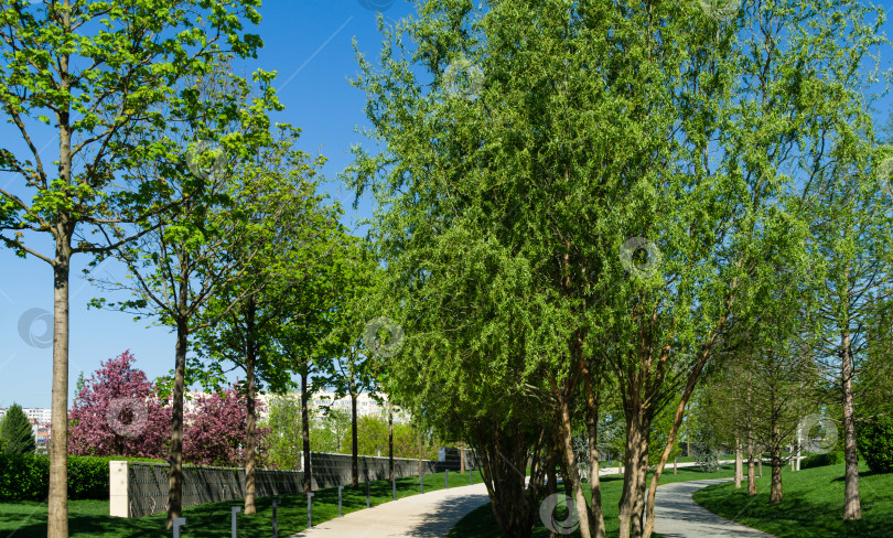 Скачать Крупный план зеленой изящной листвы лысого кипариса Taxodium Distichum (болотного, белого кипариса, заливного или приливно-отливного красного кипариса) в общественном ландшафтном городском парке Краснодара или парке Галицкого солнечной весной 2021 года фотосток Ozero