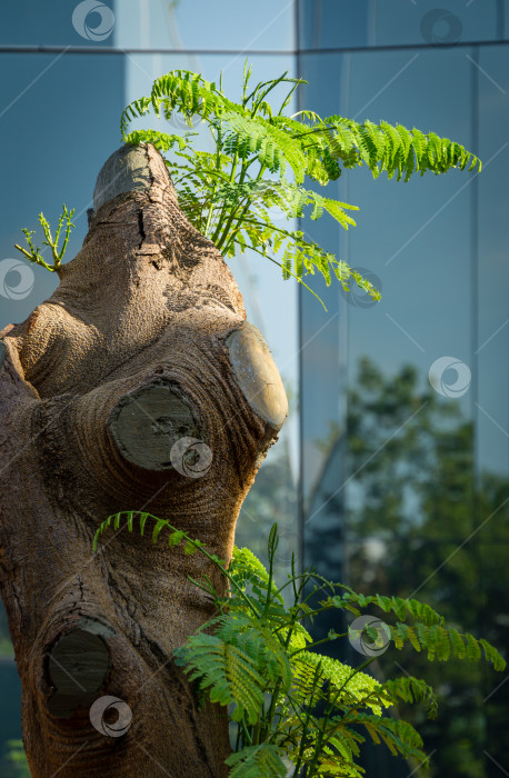 Скачать Крупный план дерева Delonix regia (Фламбоант или королевское дерево Пуансиана) со свежими листьями в зеркальном лабиринте. Редкое дерево растет в общественном городском парке Краснодара "Галицкий" в июне 2021 года. фотосток Ozero