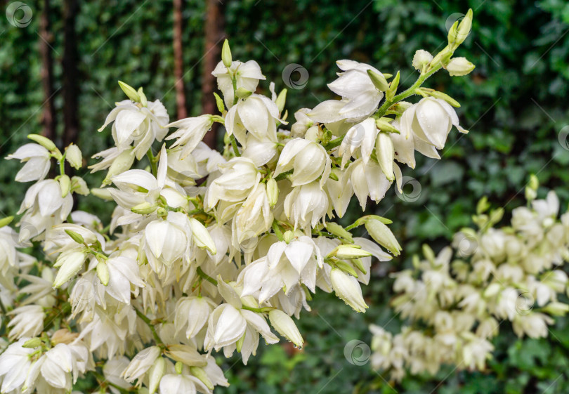 Скачать Крупный план нежных белых цветов растения юкка нитчатая (Yucca filamentosa) на солнечном свету. Красивые крупные цветы, известные как Адамова игла и нить, испанский штык или игольчатая пальма, на темно-зеленом фоне в саду. фотосток Ozero