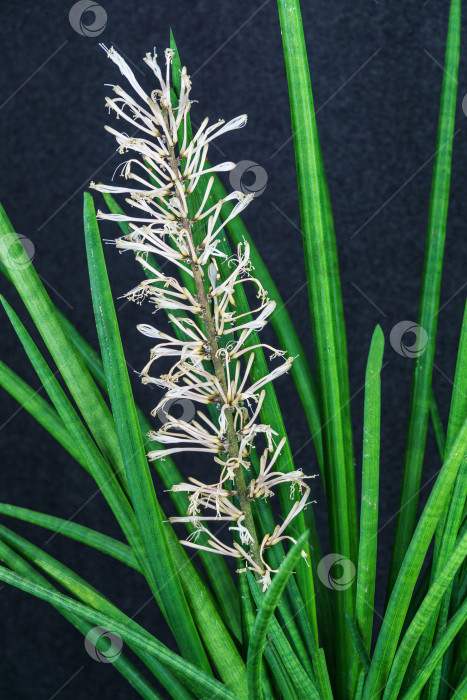Скачать Сансевиерия цилиндрическая (Dracaena Angolensis) с цветами. Крупный план цветущего растения-цилиндрической змеи, также известного как африканская сансевиерия в цвету. фотосток Ozero