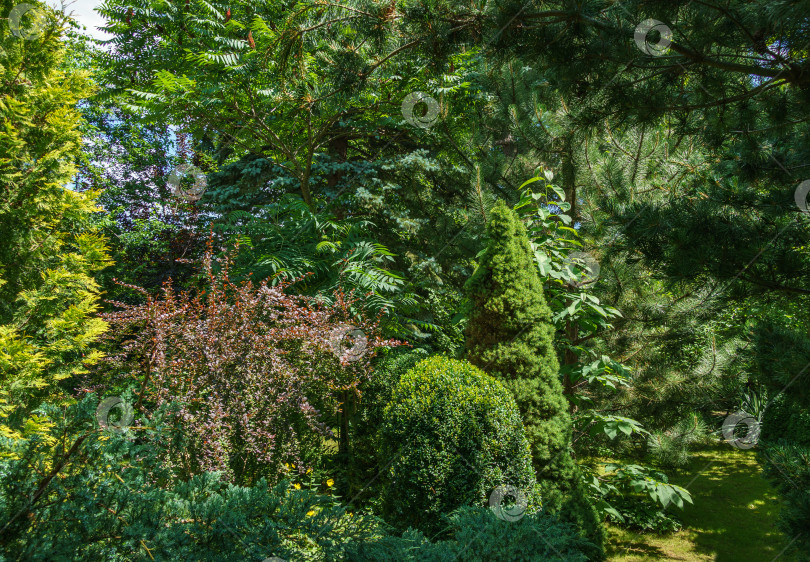 Скачать Красивый ландшафтный сад с вечнозелеными растениями. В качестве примера можно использовать фиолетовый барбарис, зеленую Picea glauca Conica и самшит Buxus, можжевельник Juniperus squamata, голубой ковер и сосны на заднем плане. Выборочный фокус фотосток Ozero