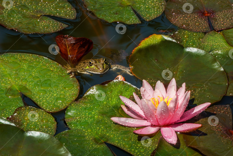 Скачать Зеленая лягушка Рана ридибунда (pelophylax ridibundus) сидит в садовом пруду и смотрит на розовую кувшинку или цветок лотоса Marliacea Rosea. Водяная лилия покрыта каплями дождя. Концепция дизайна - природа фотосток Ozero