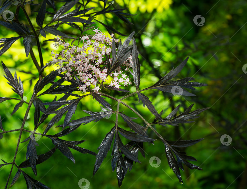 Скачать Изумительное цветение самбукуса черного (Sambucus 'nigra')  Черное кружево. Макросъемка нежного розового соцветия после дождя на темно-зеленом фоне сада. Выборочный фокус. Природная концепция дизайна фотосток Ozero