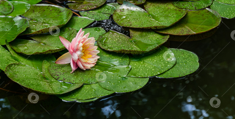 Скачать Волшебный большой, ярко-оранжево-розовый цветок водяной лилии или лотоса, оранжевый закат Перри с каплями воды в пруду.  Летний цветочный пейзаж, свежие обои и фоновая концепция природы фотосток Ozero