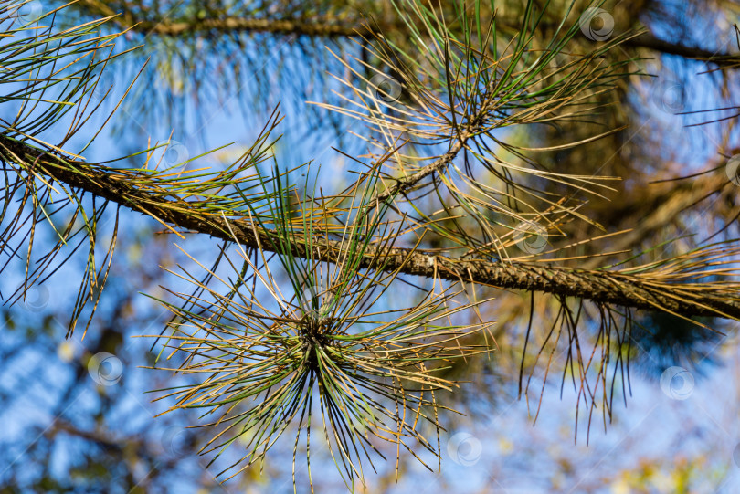 Скачать Крупный план пораженных иголок австрийской сосны (Pinus ‘Nigra’) или черной сосны обыкновенной. Сухие иголки, ржавчина на иголках (изменение цвета), но, возможно, это результат воздействия паразитов или герпотрихиоза. фотосток Ozero