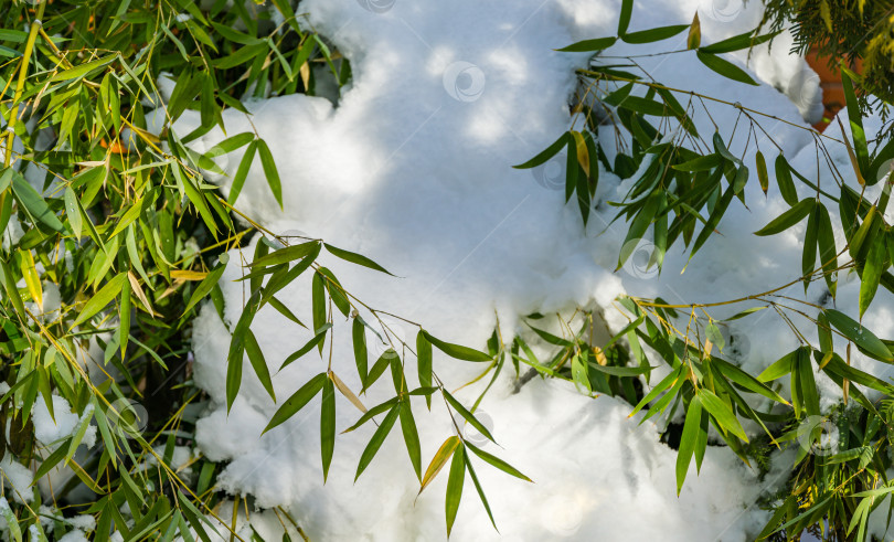 Скачать Оригинальная текстура натуральных вечнозеленых листьев бамбука Phyllostachys aureosulcata на фоне белого снега. Природная концепция для зимнего или весеннего дизайна. фотосток Ozero