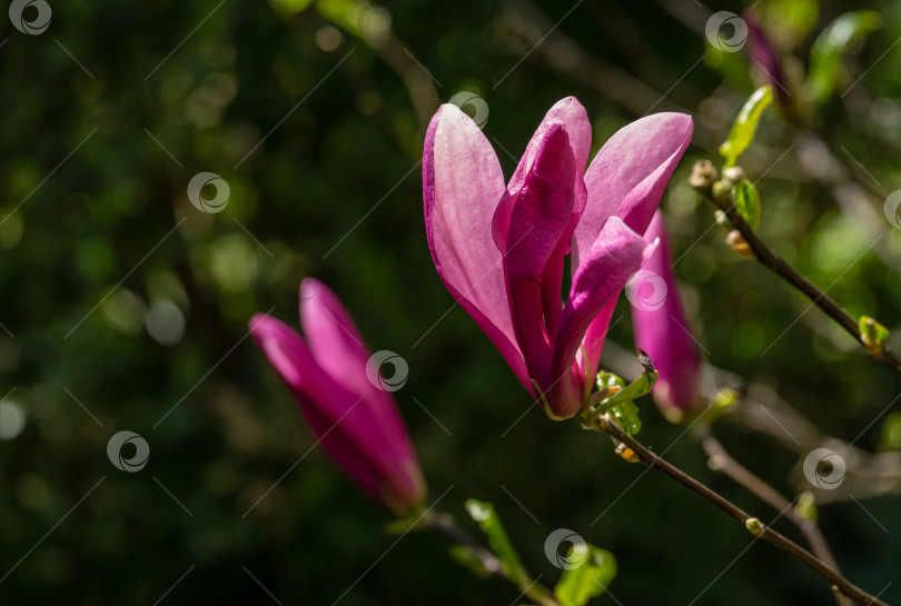 Скачать Крупный розовый бутон магнолии Сьюзен (Magnolia liliiflora x Magnolia stellata). Прекрасное цветение в весеннем саду. Выборочный подход. Концепция дизайна, основанная на природе. Место для вашего текста. фотосток Ozero