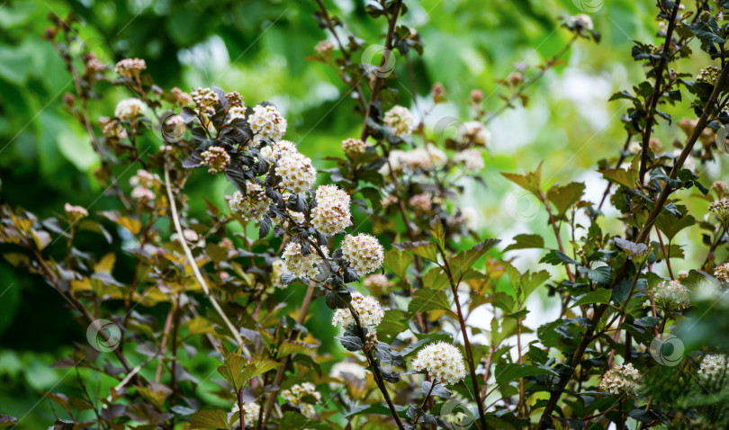 Скачать Куст белых цветов Physocarpus opulifolius diabolo или девятилистника с фиолетовыми листьями на размытом зеленом фоне сада. Выборочный фокус. Цветочный пейзаж, концепция природы фотосток Ozero