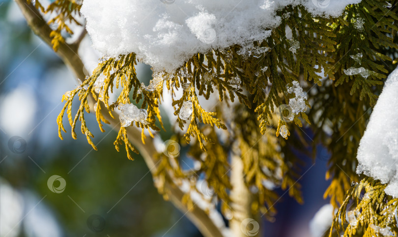 Скачать Крупный план красивой западной туи с желтыми листьями на ветвях, покрытых белым пушистым снегом. Выборочный фокус. Концепция природы для волшебной тематики Нового года и Рождества фотосток Ozero