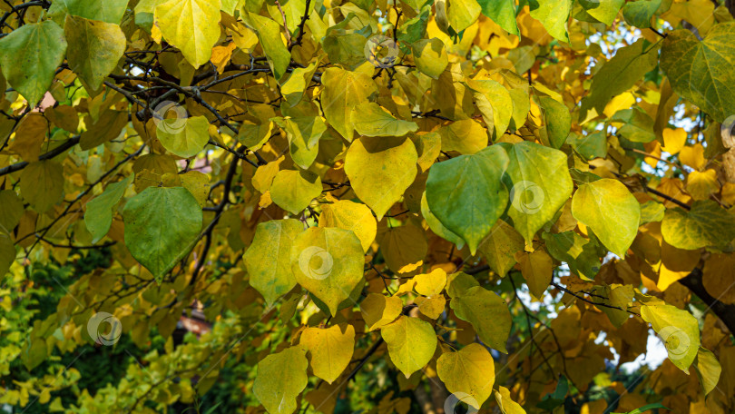 Скачать Крупный план желтых листьев Редбада восточного, или Cercis canadensis. Золотые осенние листья Иудиного дерева на размытом зеленом фоне. Выборочный фокус. Место для вашего текста фотосток Ozero