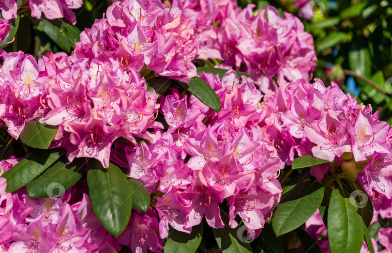 Скачать Крупный план розово-фиолетовых цветков рододендрона 'Roseum Elegans' (гибрид катавбиенсе), распускающихся в общественном ландшафтном городском парке "Краснодар" или "Галицкий". Выборочный обзор фотосток Ozero