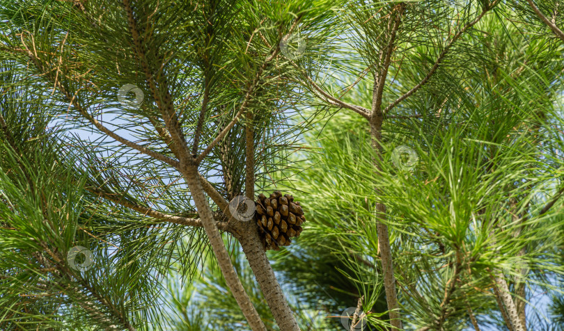 Скачать Крупный план красивой итальянской каменной сосны (Pinus pinea) с пышной хвоей и шишками в общественном ландшафтном городском парке Краснодара или парке Галицкого солнечной осенью 2020 года. фотосток Ozero